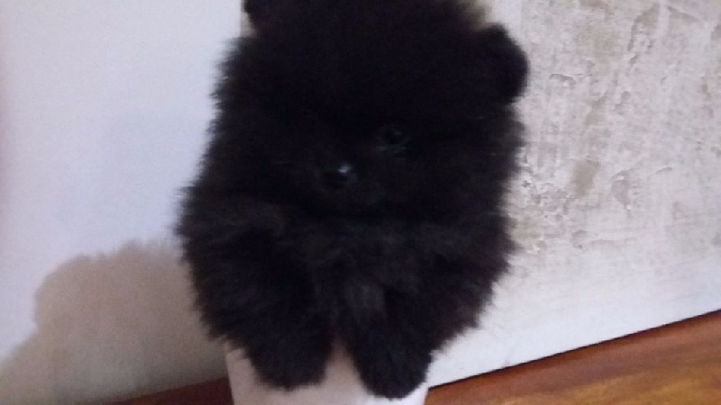 Bollywood's - Chiot disponible  - Spitz allemand