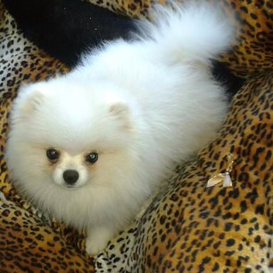 Nice suite quinn elite imperiya