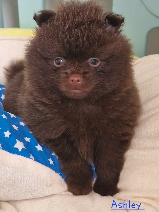 Bollywood's - Chiots disponibles - Spitz allemand