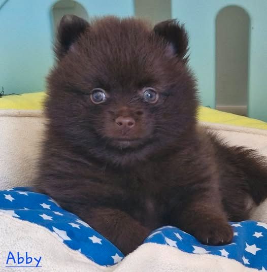 Bollywood's - Chiots disponibles - Spitz allemand