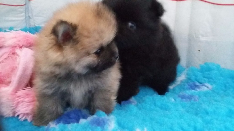 Bollywood's - Chiots disponibles - Spitz allemand