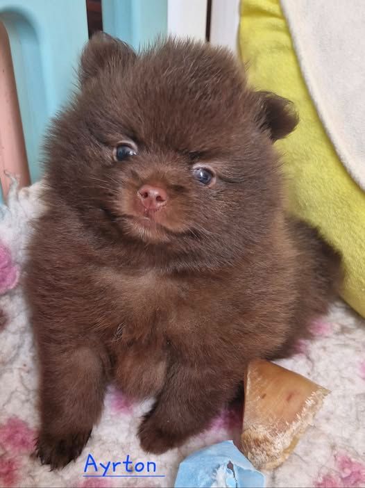 Bollywood's - Chiots disponibles - Spitz allemand